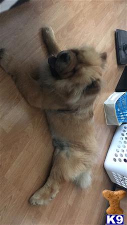 Netflixandchow Picture 2